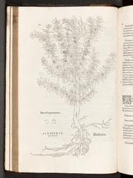 BT3.267.5 S.78 Wacholder, Illustration aus De historia stirpium commentarii insignes von Leonhart Fuchs, 1542
